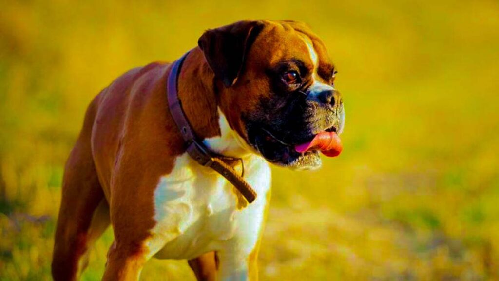 Unleashing the Best Characteristics of Boxer Dogs