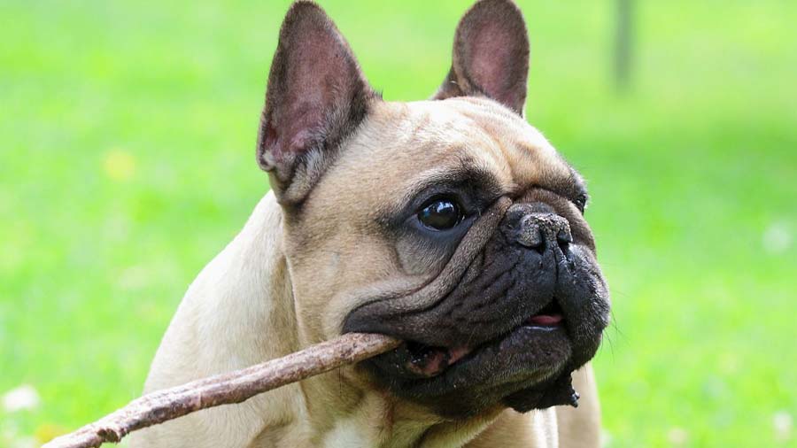 French Bulldog: Temperament, lifespan, Grooming And Training