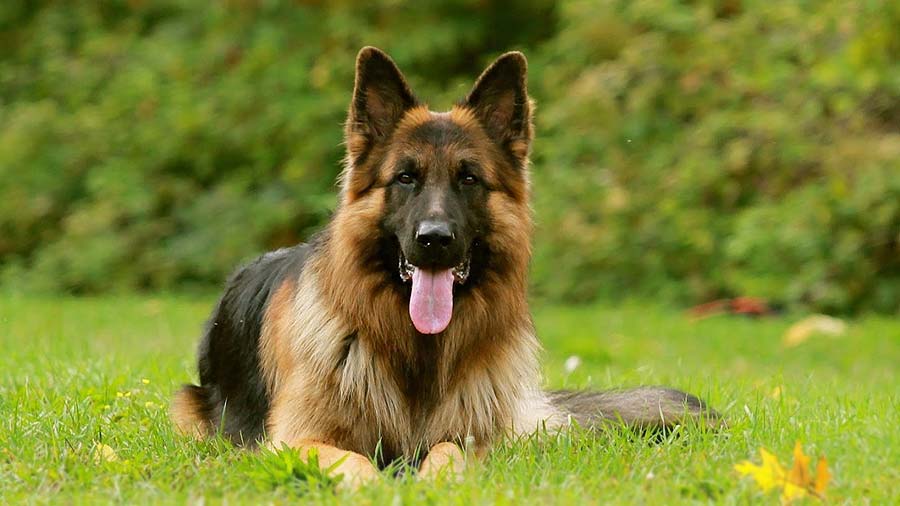 German Shepherd The Most Popular Police Dog