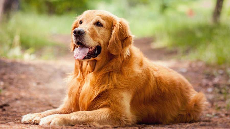 Golden Retriever A Complete Guide to Breed Characteristics, Training, and Care