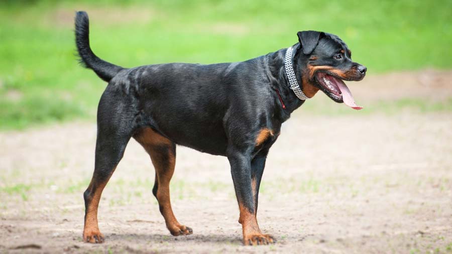 The Ultimate Guide to Rottweiler Dogs: History, Personality, and Care Tips