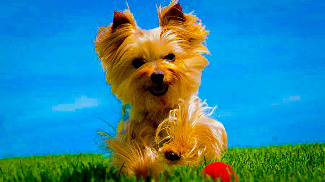 Yorkshire Terrier Small Dog Breed