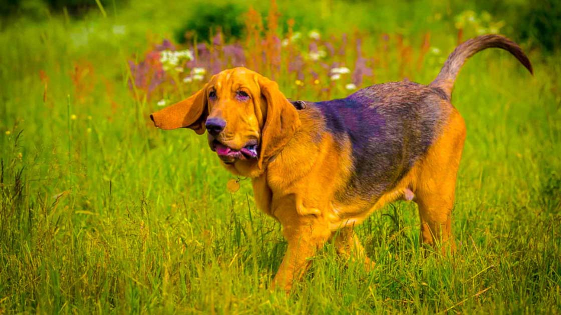 Bloodhound Tracking Dog