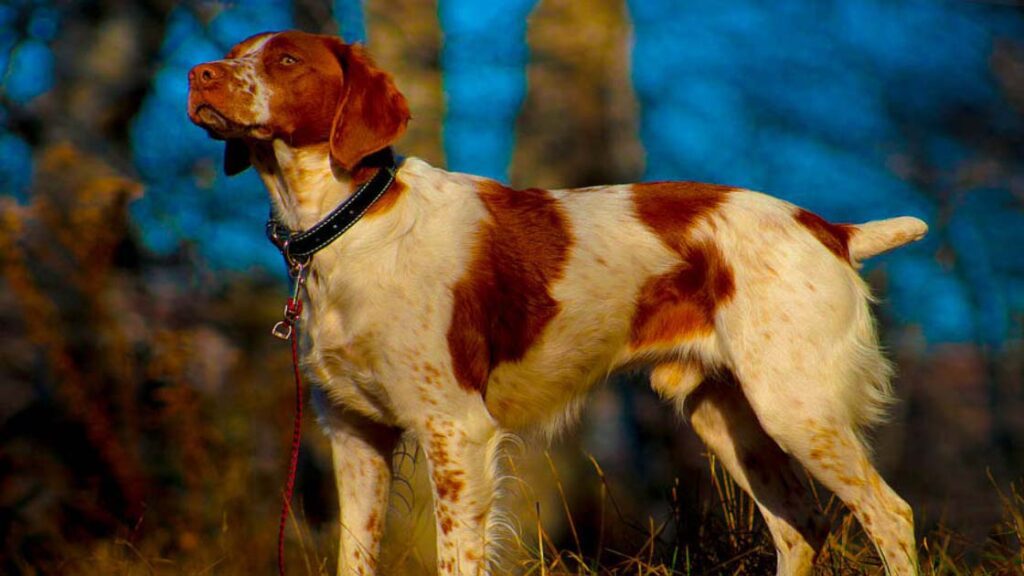 Brittany Dog Breed Characteristics and Diseases