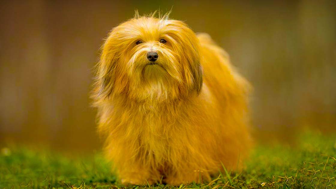 Havanese Are The Family Pets And Great Companion Dogs
