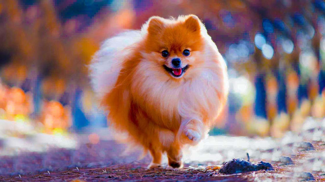 Pomeranian Dog: A Brief Overview