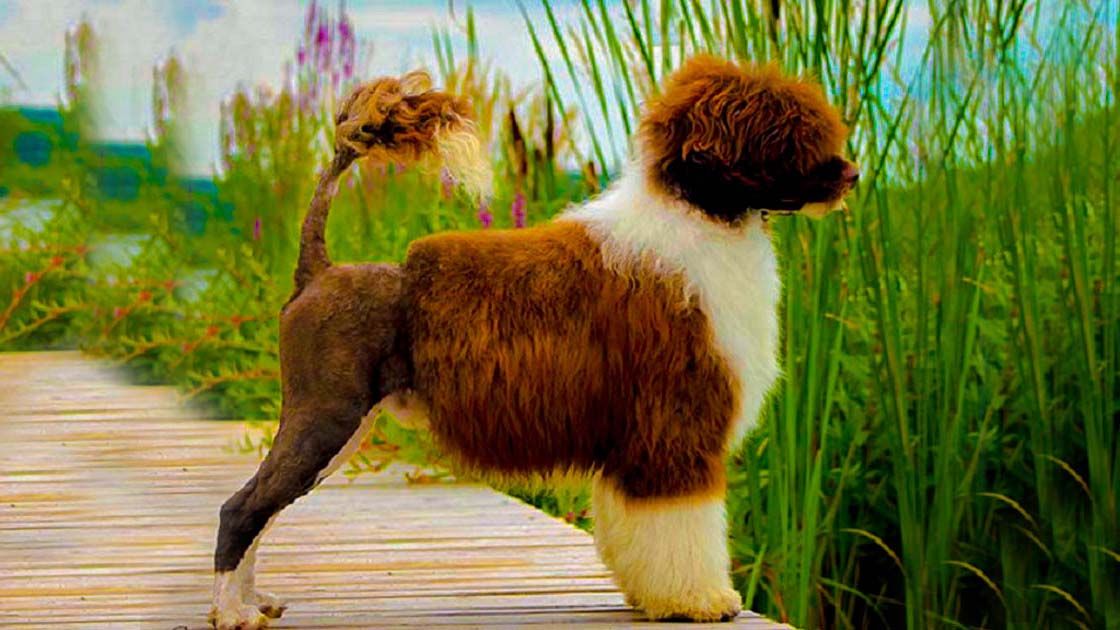 Top Benefits of Owning a Portuguese Water Dog