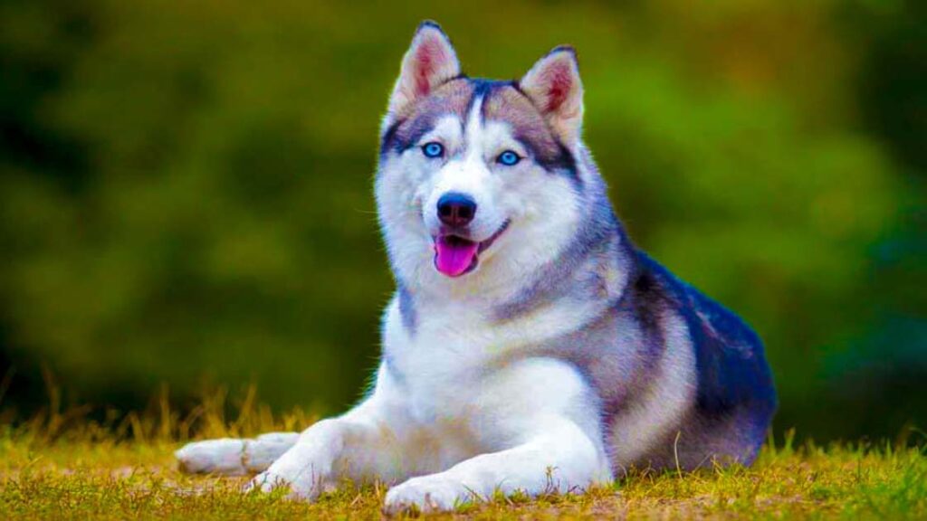 Discover the Best Qualities of Siberian Husky
