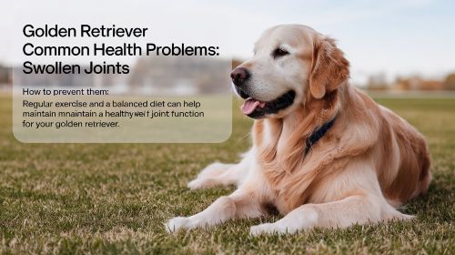 Golden Retriever Common Health Problems And How To Prevent Them