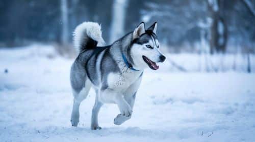Husky Exercise Requirements And Cold Weather Adaptability