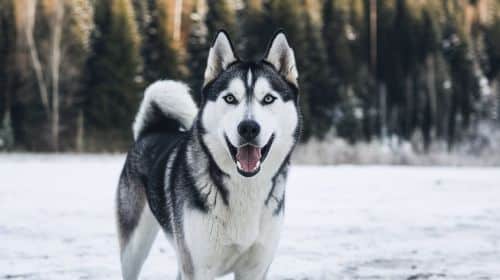 Husky Exercise Requirements And Cold Weather Adaptability