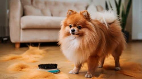 Pomeranian Shedding Patterns And Grooming Solutions