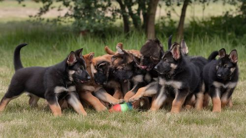 German Shepherd Puppies For Sale Legal And Ethical Buying Guide