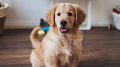 Golden Retriever Puppies For Sale How To Find Responsible Breeders