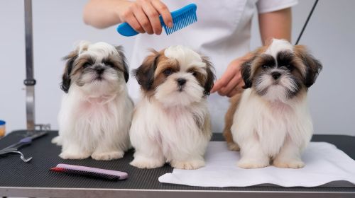 Shih Tzu Puppies Grooming Requirements And Coat Care