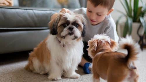 Shih Tzu Behavior With Children And Other Pets At Home