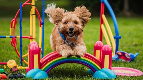 Cavapoo Energy Levels Playtime Needs And Training Ideas