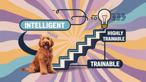 Goldendoodle Intelligence Levels And Trainability Explained
